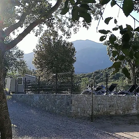 E Canicce Moltifao